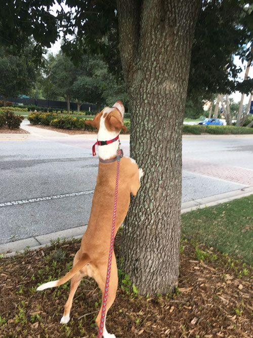 Ellie trying to chase a squirrel up a tree!